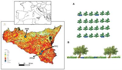 A crop for a forest: Opuntia ficus-indica as a tool for the restoration of Mediterranean forests in areas at desertification risk